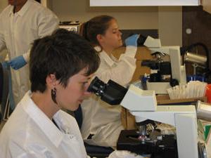 Students viewing hematology slides under a microscope during student lab.
