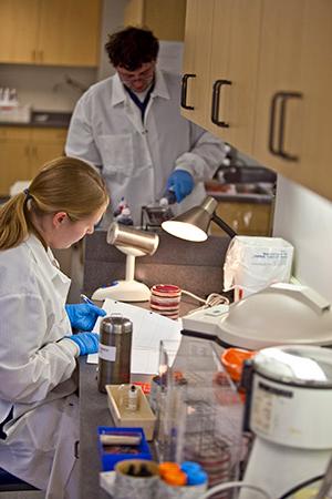Students working on their microbiology cultures in student lab.